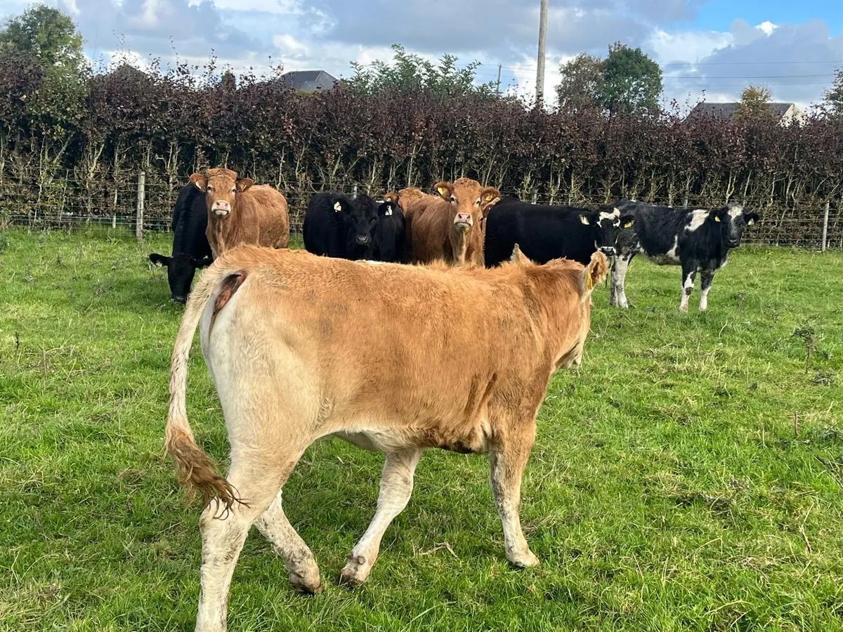 12 suckler bred limosin store heifers - Image 4