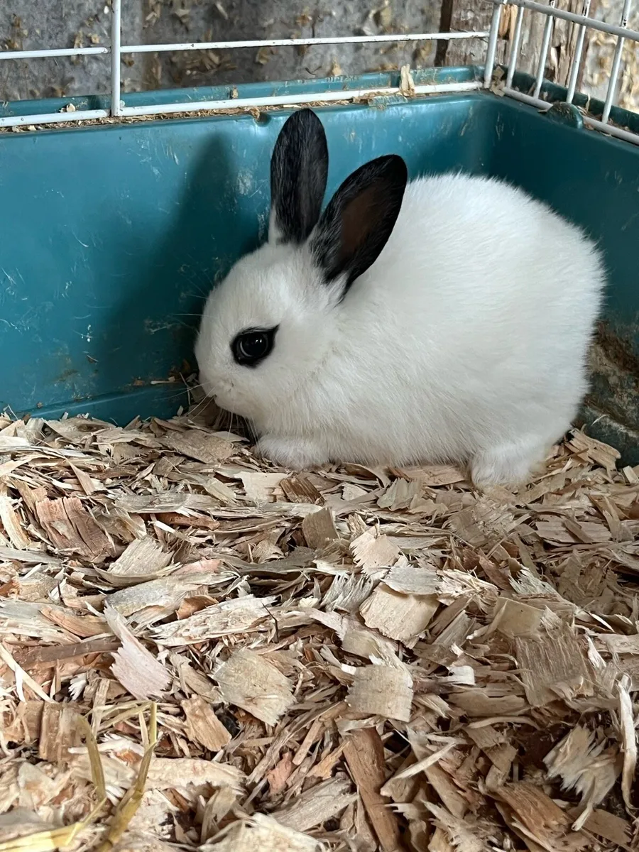 Beautiful lop eared bunny’s & bunny bundle - Image 3