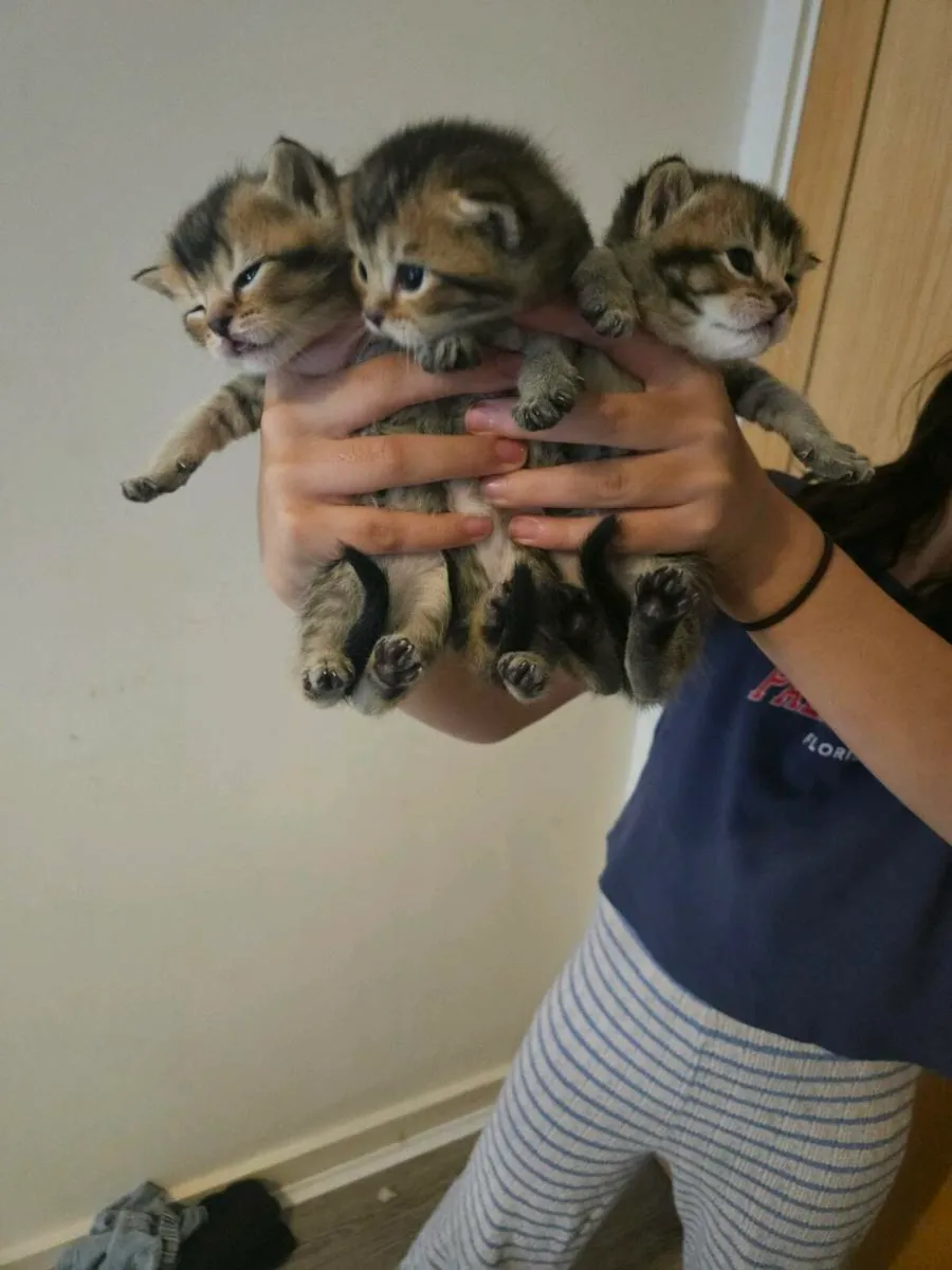 Scottish fold and straight - Image 1