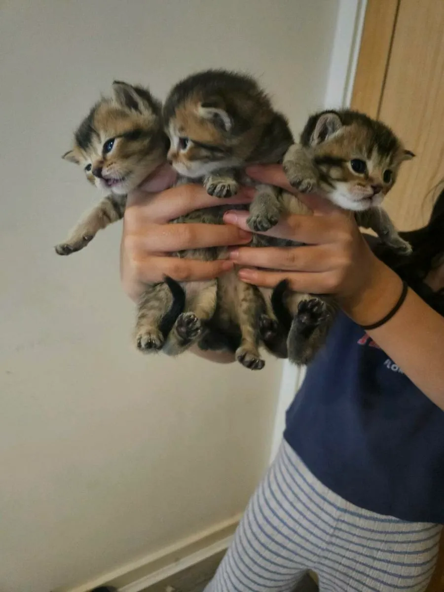 Scottish fold and straight - Image 2