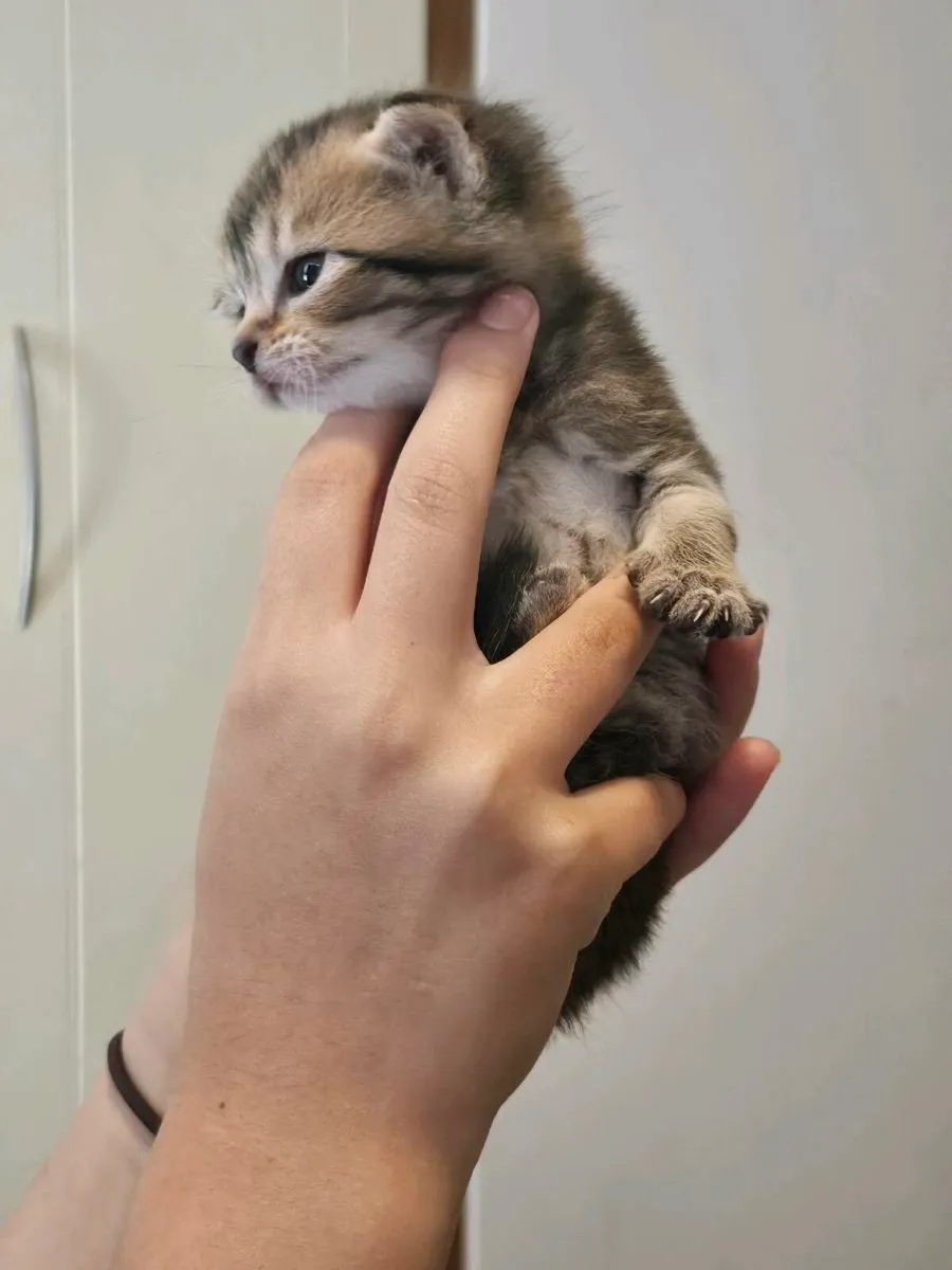 Scottish fold and straight - Image 3