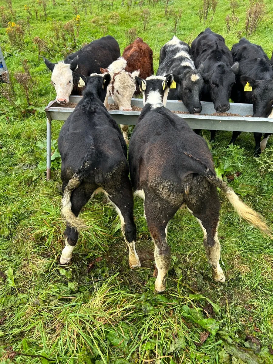 Heifer weanlings - Image 4