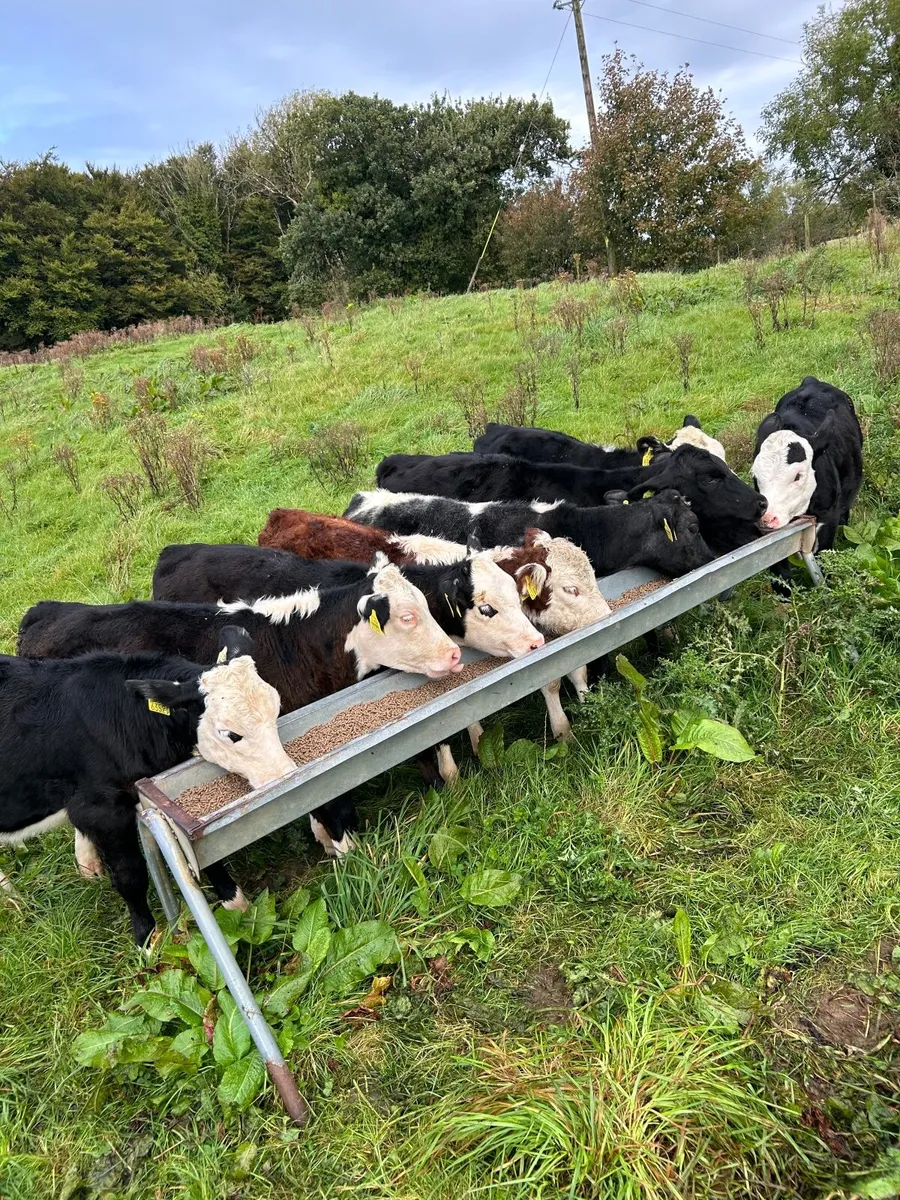 Heifer weanlings - Image 2