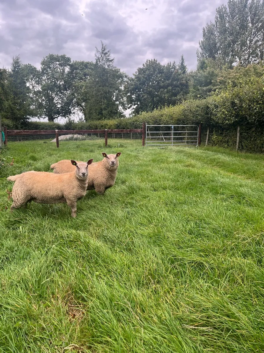 Charollais ewe lambs - Image 1