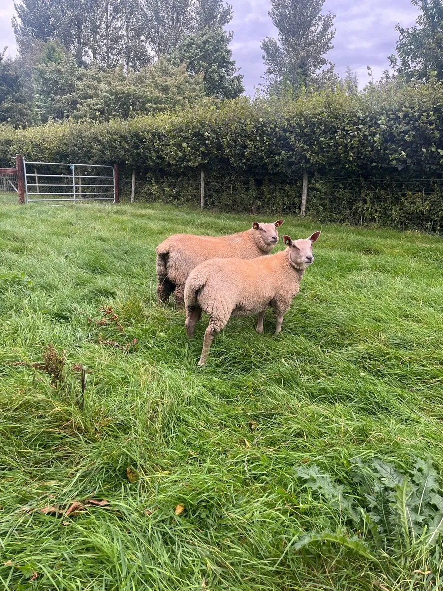 Charollais ewe lambs - Image 2