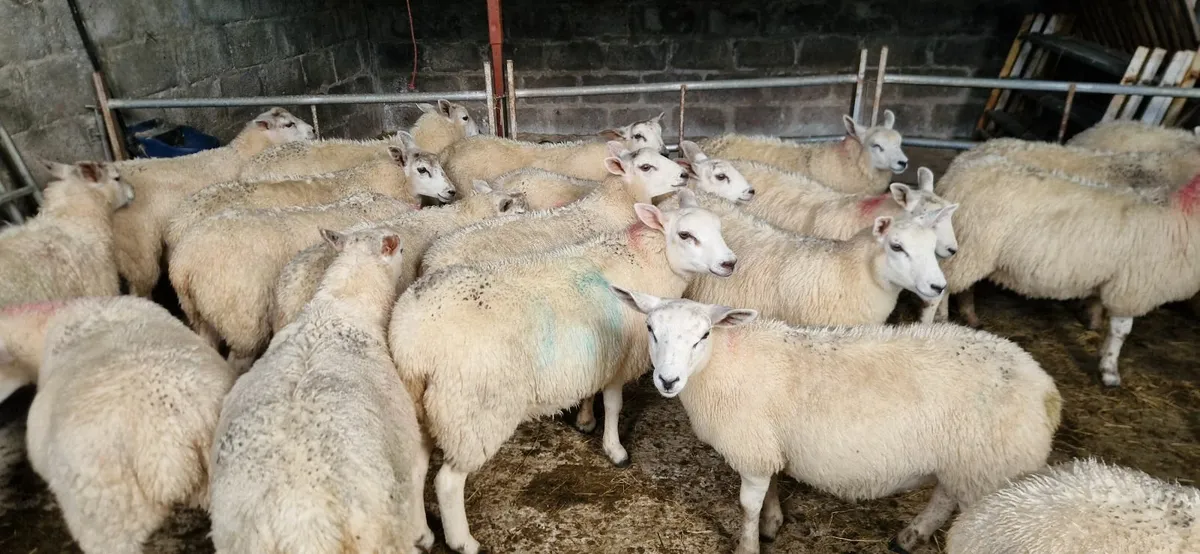 29 Lambs - Image 1
