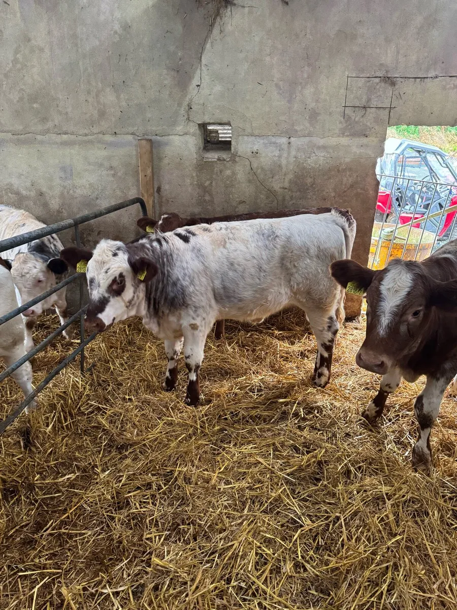 Calves - Image 2