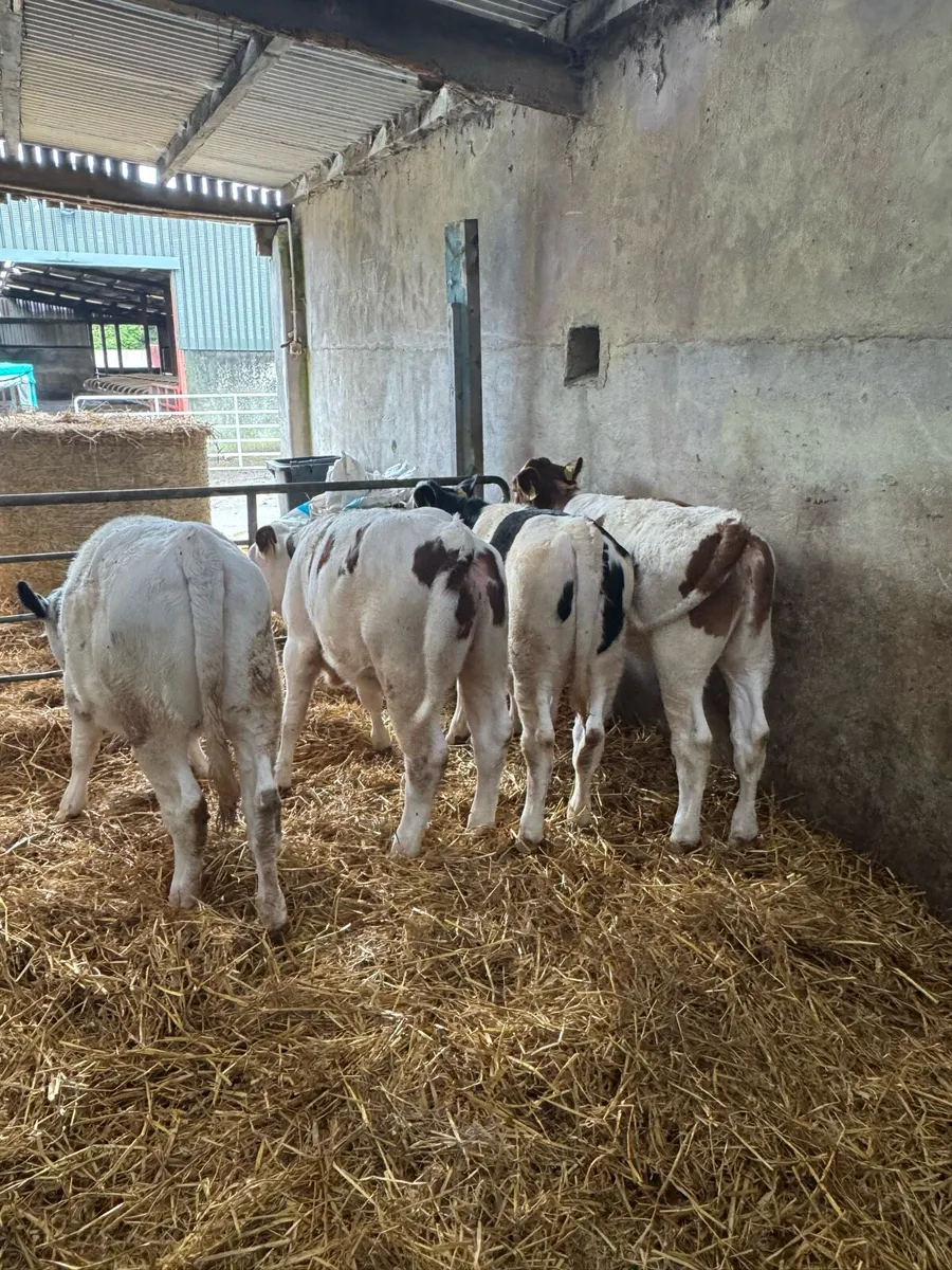 Calves - Image 3