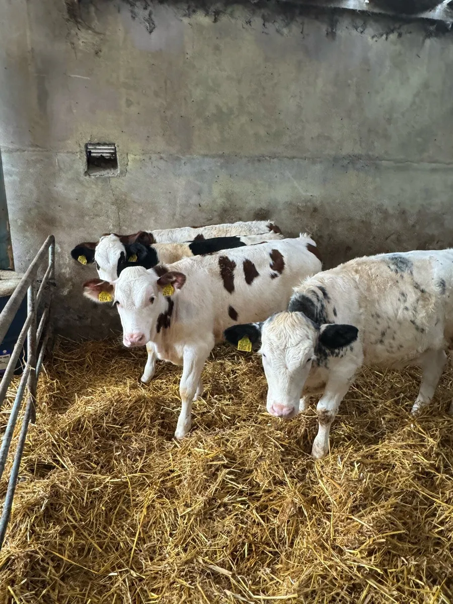 Calves - Image 4