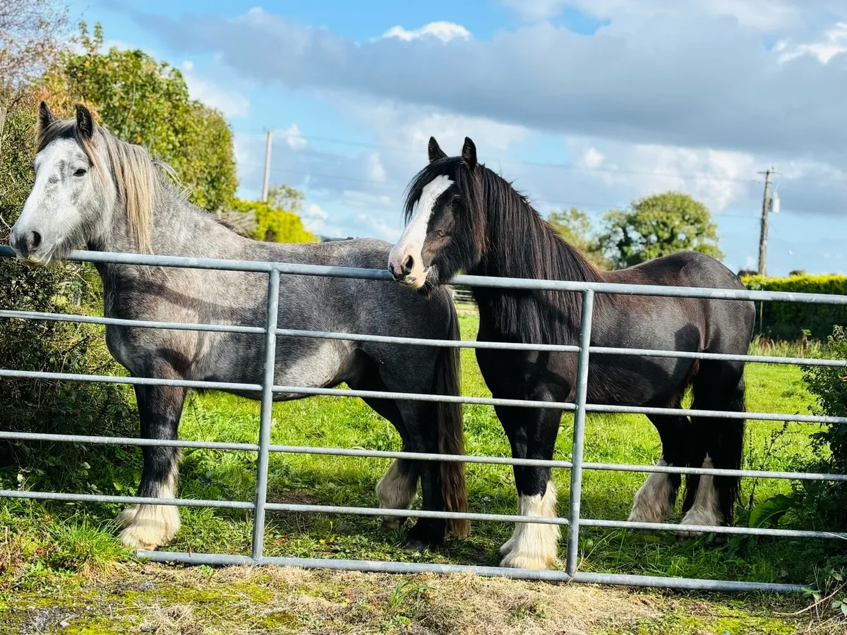 Cobs  geldings & fillies 3yr olds 13hh-14h2 - Image 1