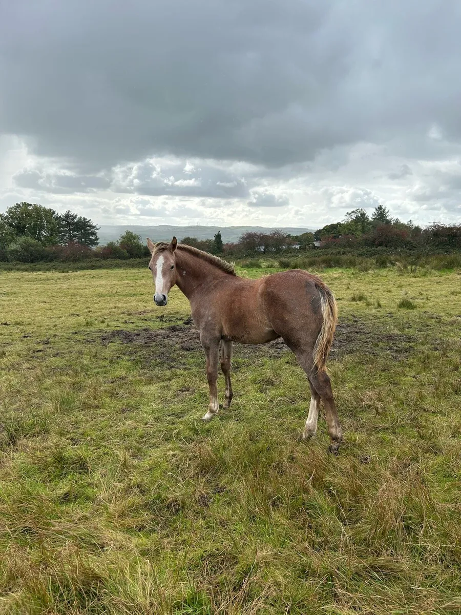 ISH Foal - Image 2