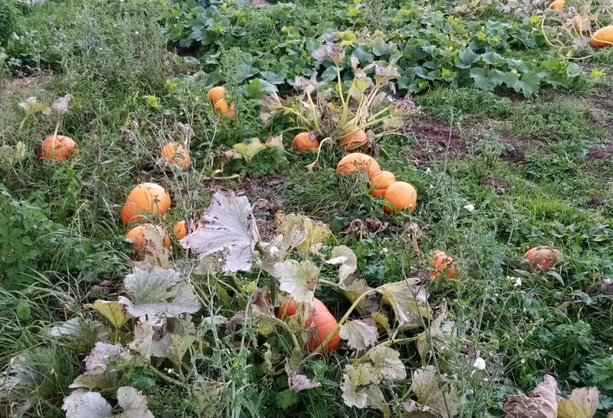 Pumpkins - Image 1