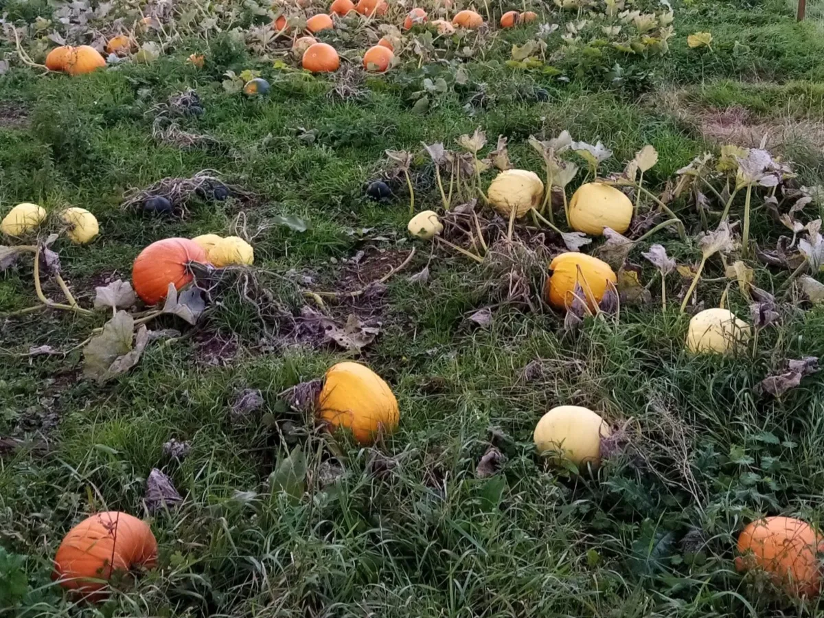 Pumpkins - Image 2