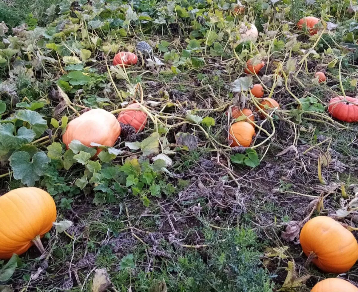 Pumpkins - Image 3