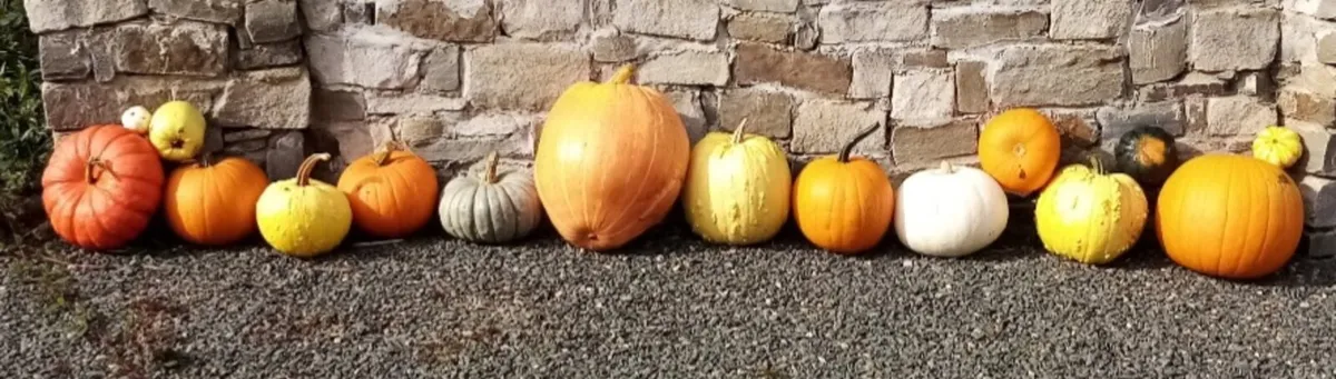 Pumpkins - Image 4