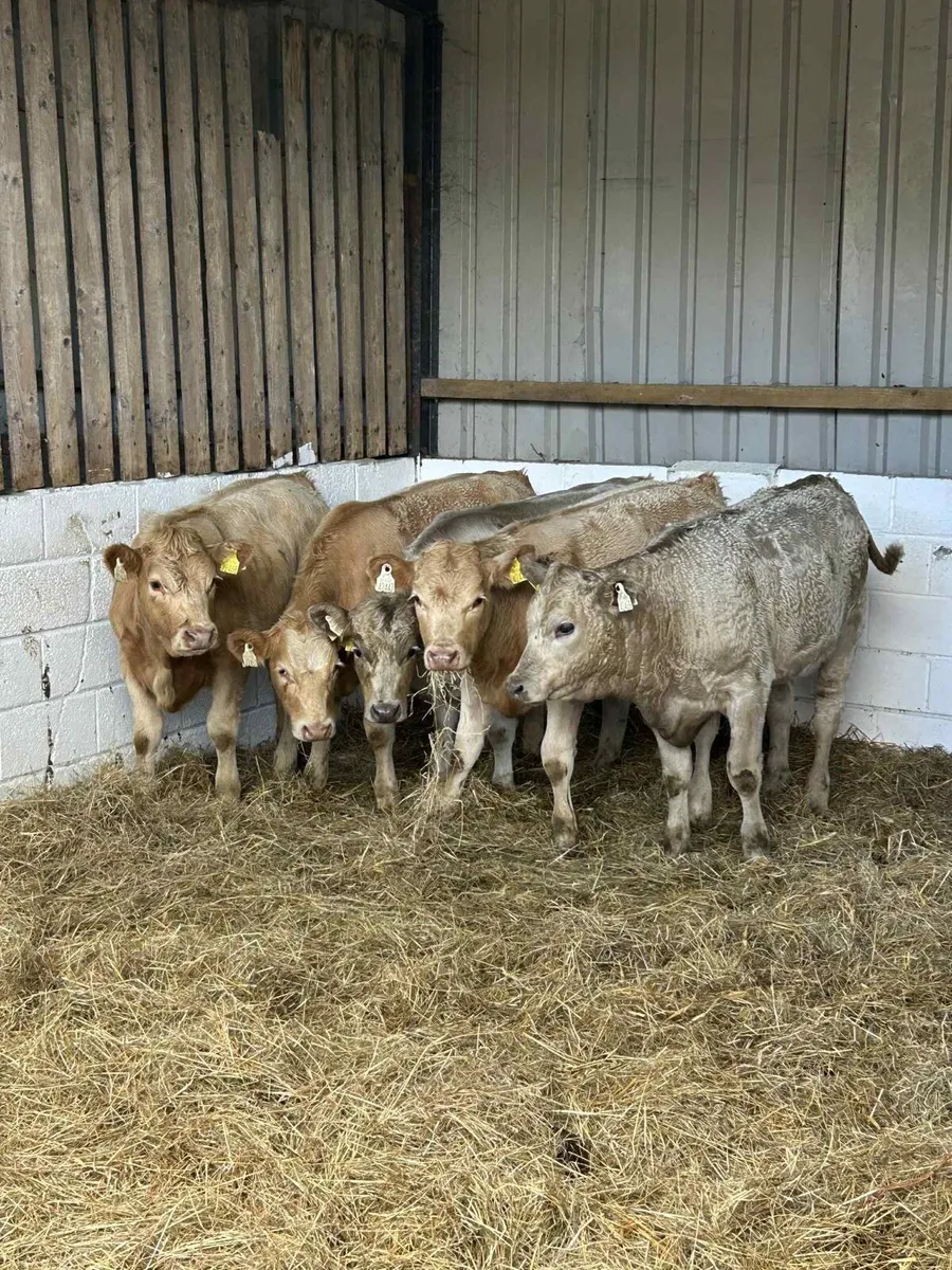 5 Smashing Charolais Heifers - Image 1