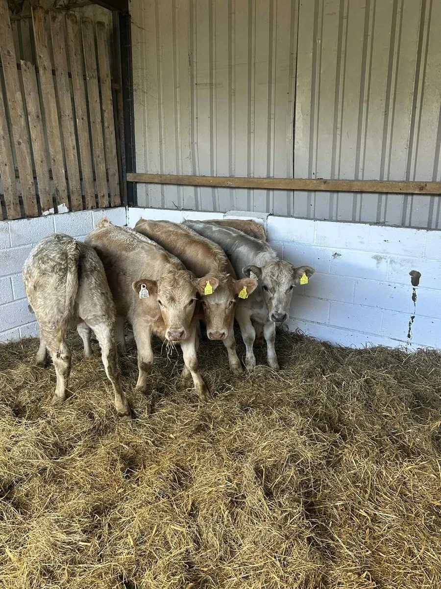 5 Smashing Charolais Heifers - Image 3