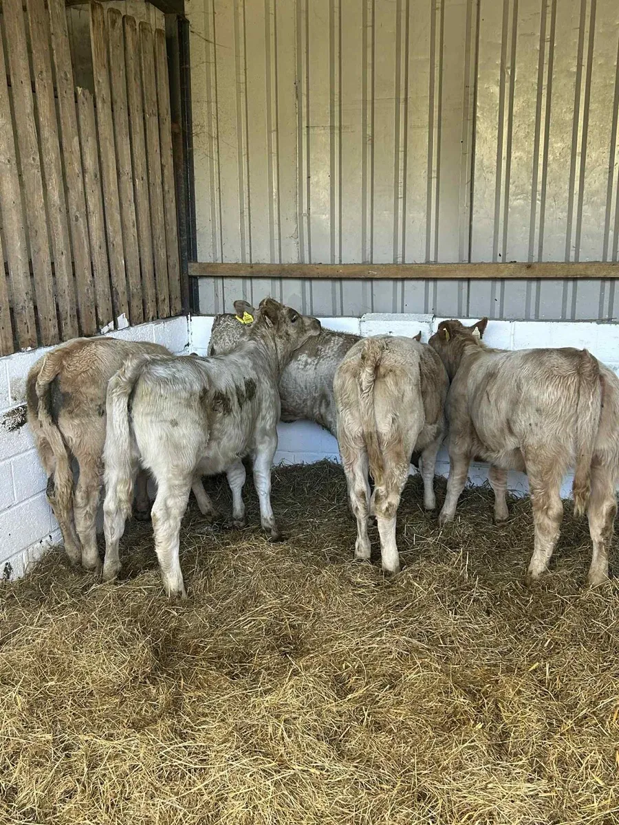 5 Smashing Charolais Heifers - Image 4