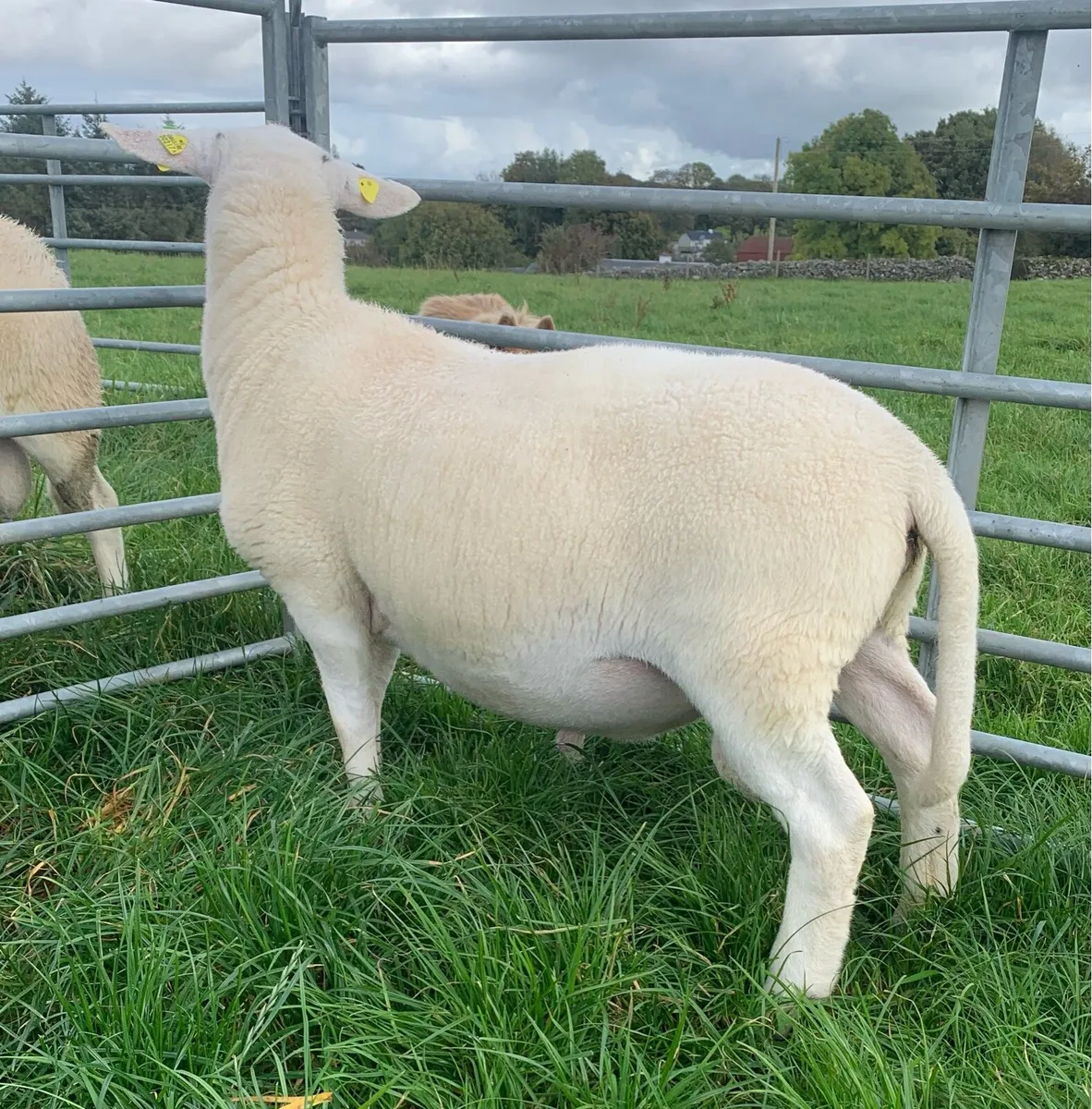 EasyCare Ram Lamb SIS Eligible - Image 1