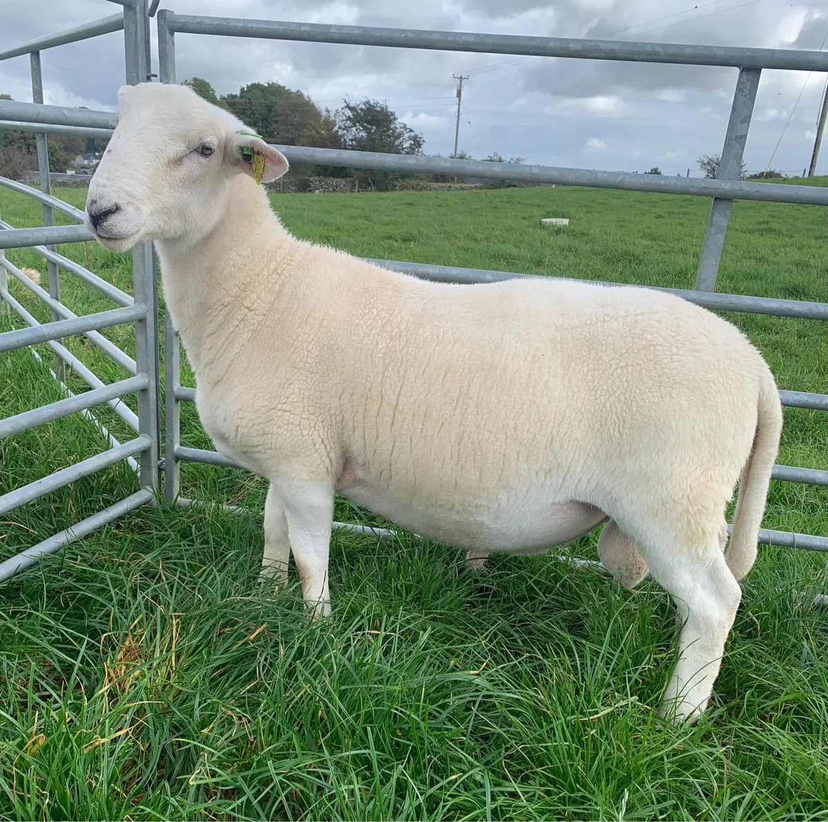 EasyCare Ram Lamb SIS Eligible - Image 2