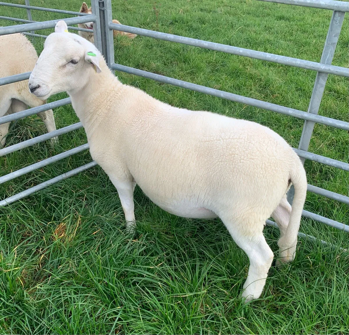 EasyCare Ram Lamb SIS Eligible - Image 3