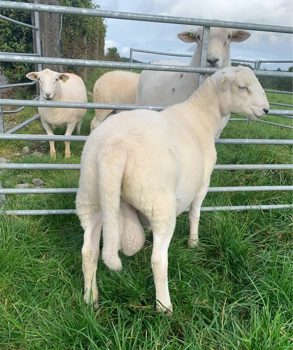 EasyCare Ram Lamb SIS Eligible - Image 4