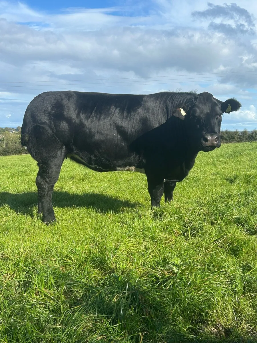 ⭐️Super In calf Heifers⭐️Ballinasloe Mart 11th Oct - Image 2