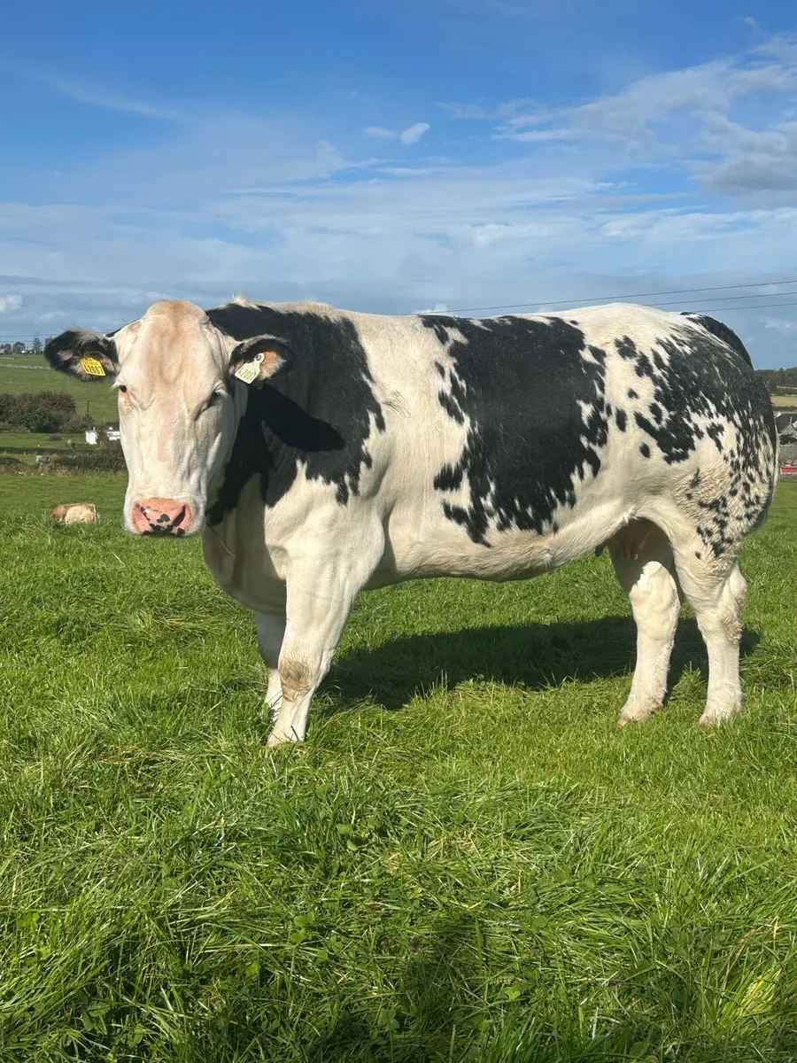 ⭐️Super In calf Heifers⭐️Ballinasloe Mart 11th Oct - Image 1