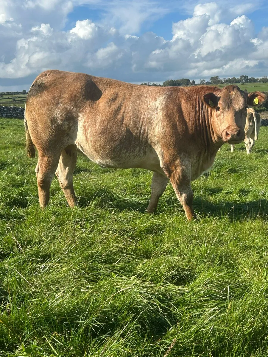 ⭐️Super In calf Heifers⭐️Ballinasloe Mart 11th Oct - Image 3