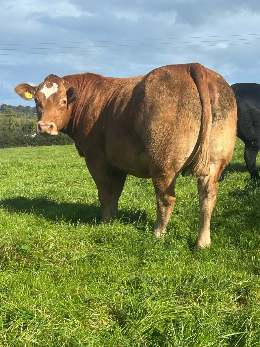 ⭐️Super In calf Heifers⭐️Ballinasloe Mart 11th Oct - Image 4