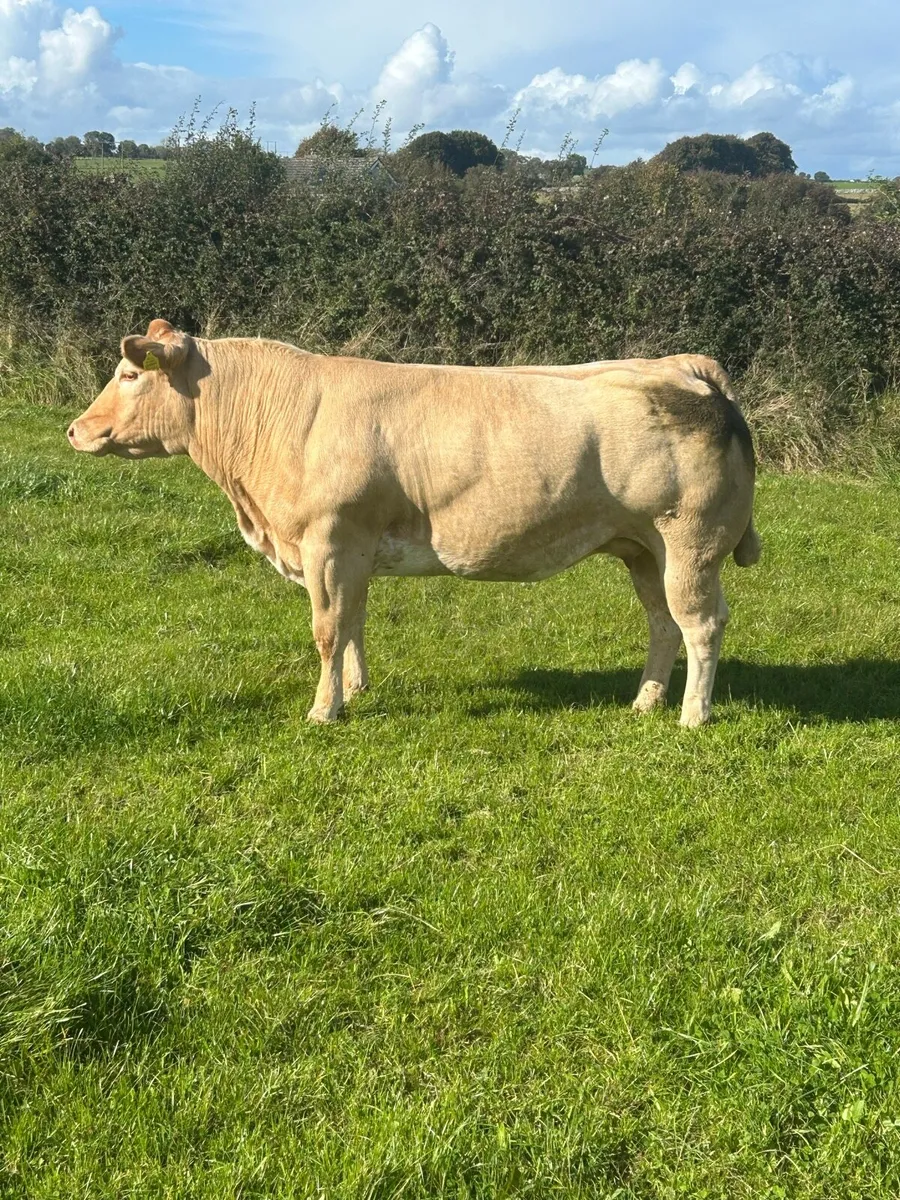 ⭐️Super In calf Heifers⭐️Ballinasloe Mart 25th Oct - Image 3