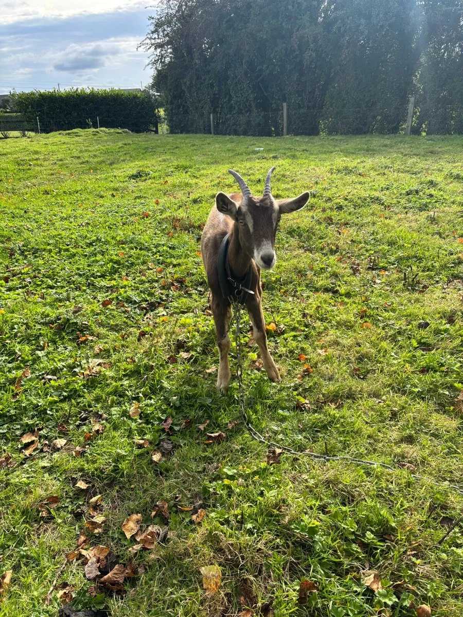 Female goat for sale - Image 2
