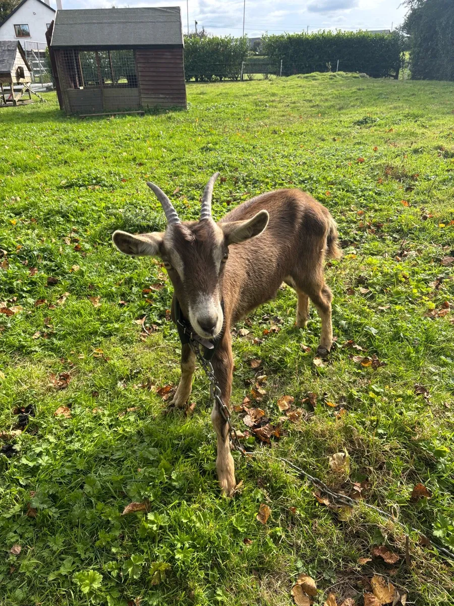 Female goat for sale - Image 3