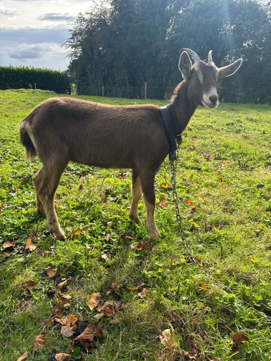 Female goat for sale - Image 1