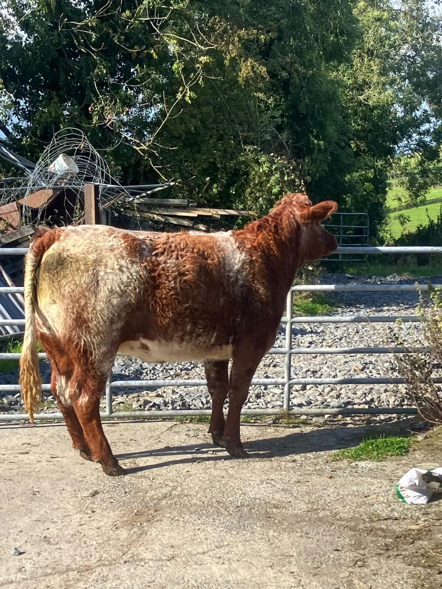 Incalf Heifers for sale - Image 1