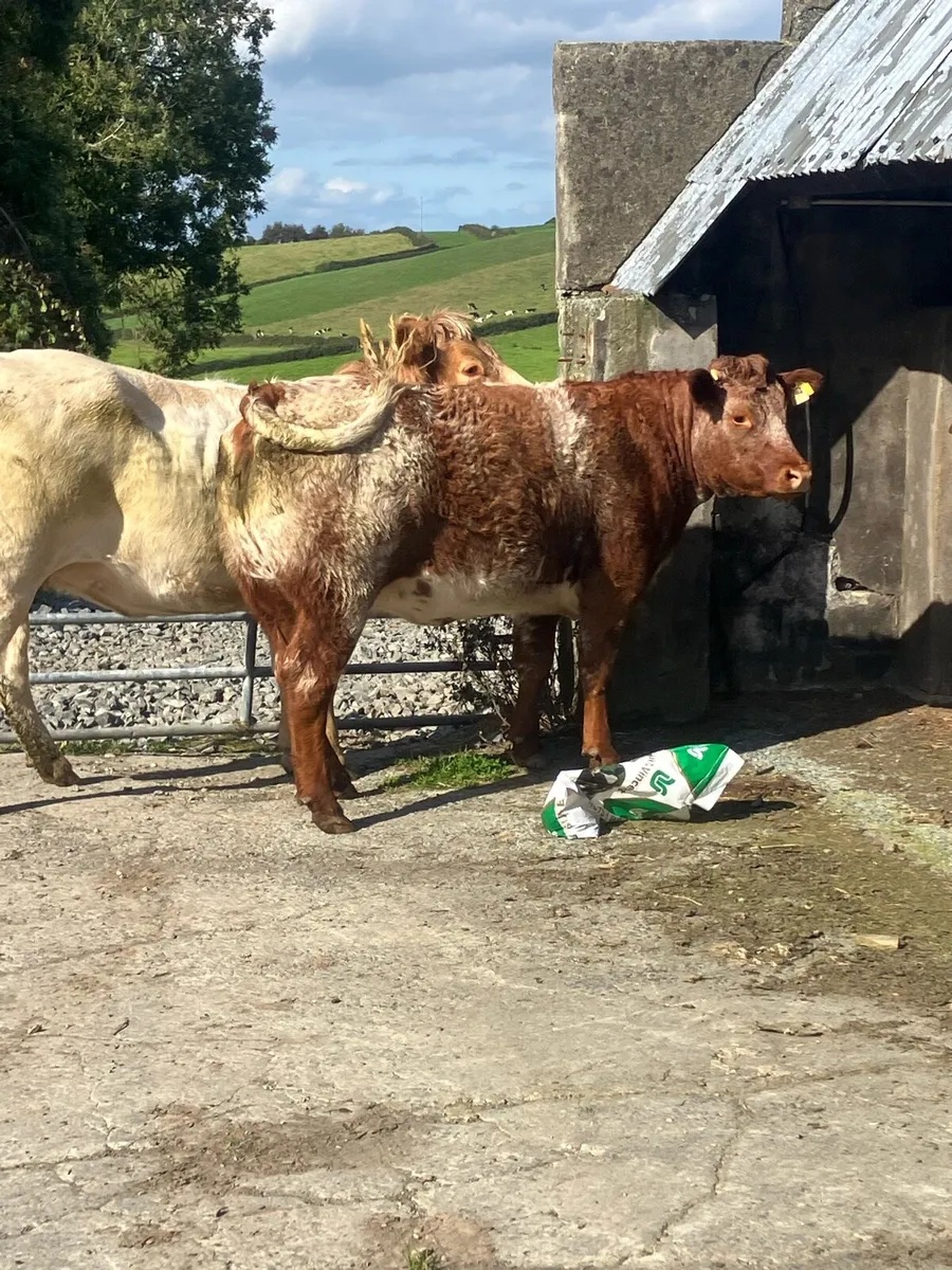 Incalf Heifers for sale - Image 2