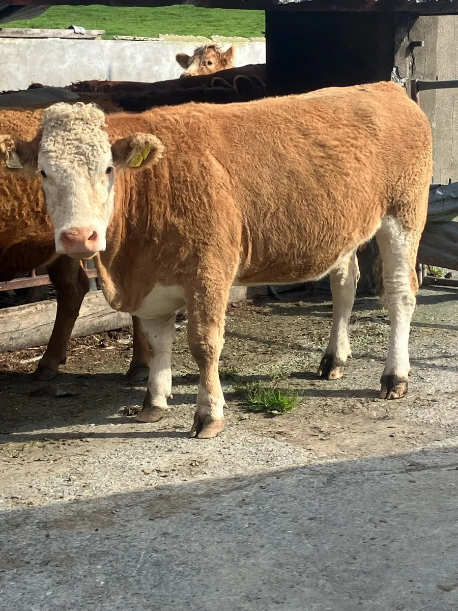 Incalf Heifers for sale - Image 3