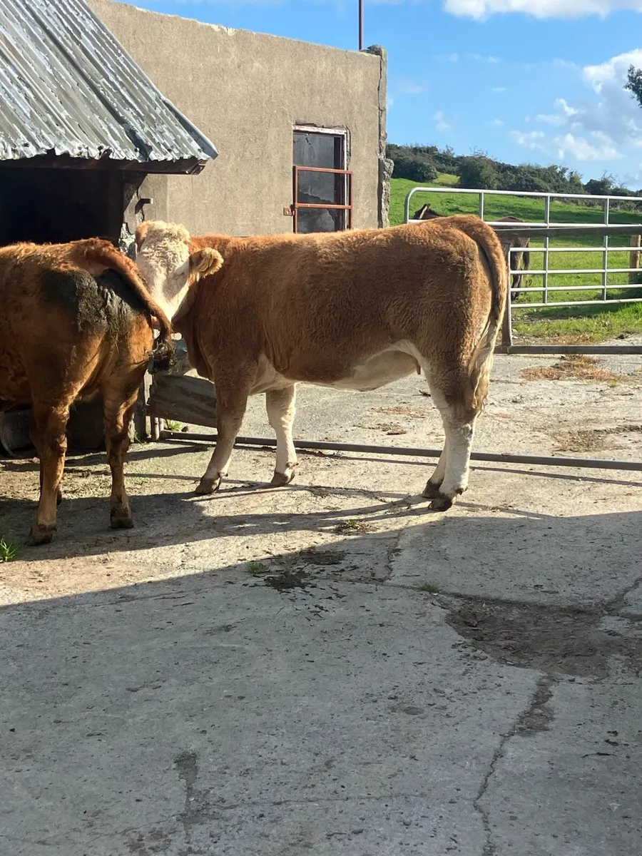 Incalf Heifers for sale - Image 4