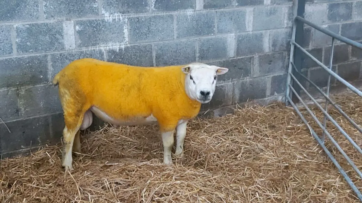 PB HOGGET RAM - Image 1