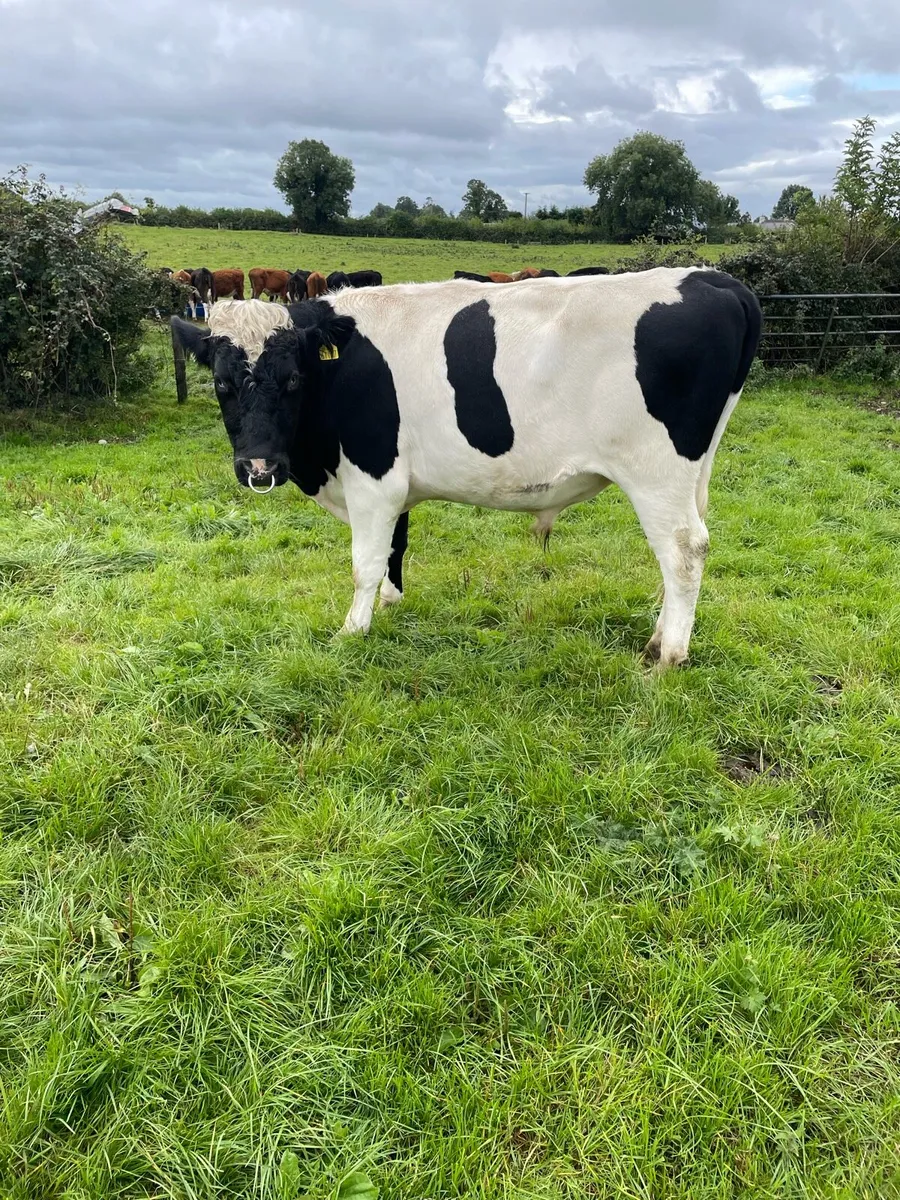 British Friesian Bull - Image 1