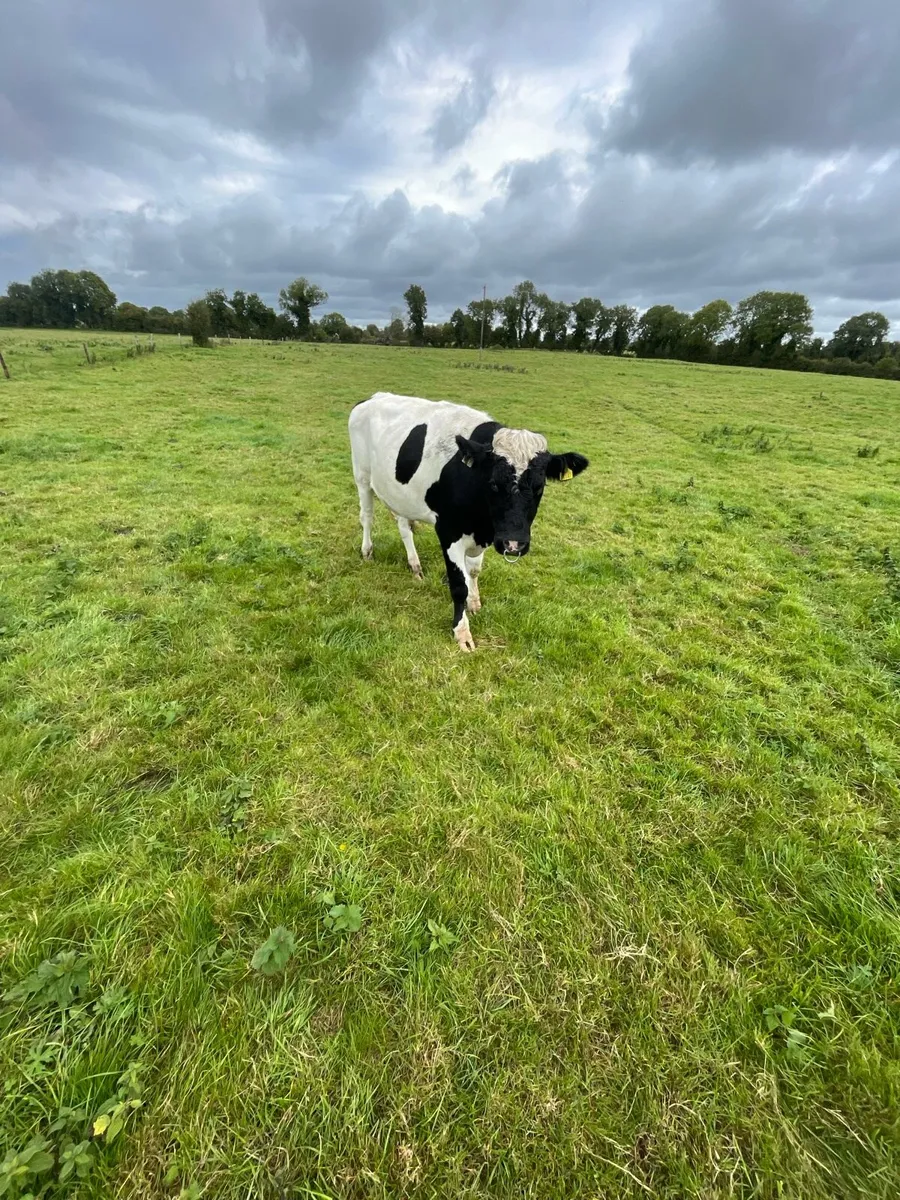 British Friesian Bull - Image 3