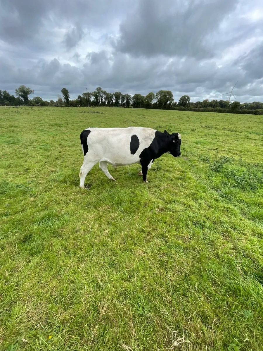 British Friesian Bull - Image 4
