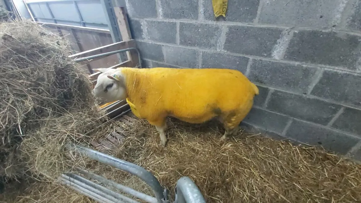 PB HOGGET RAM - Image 2