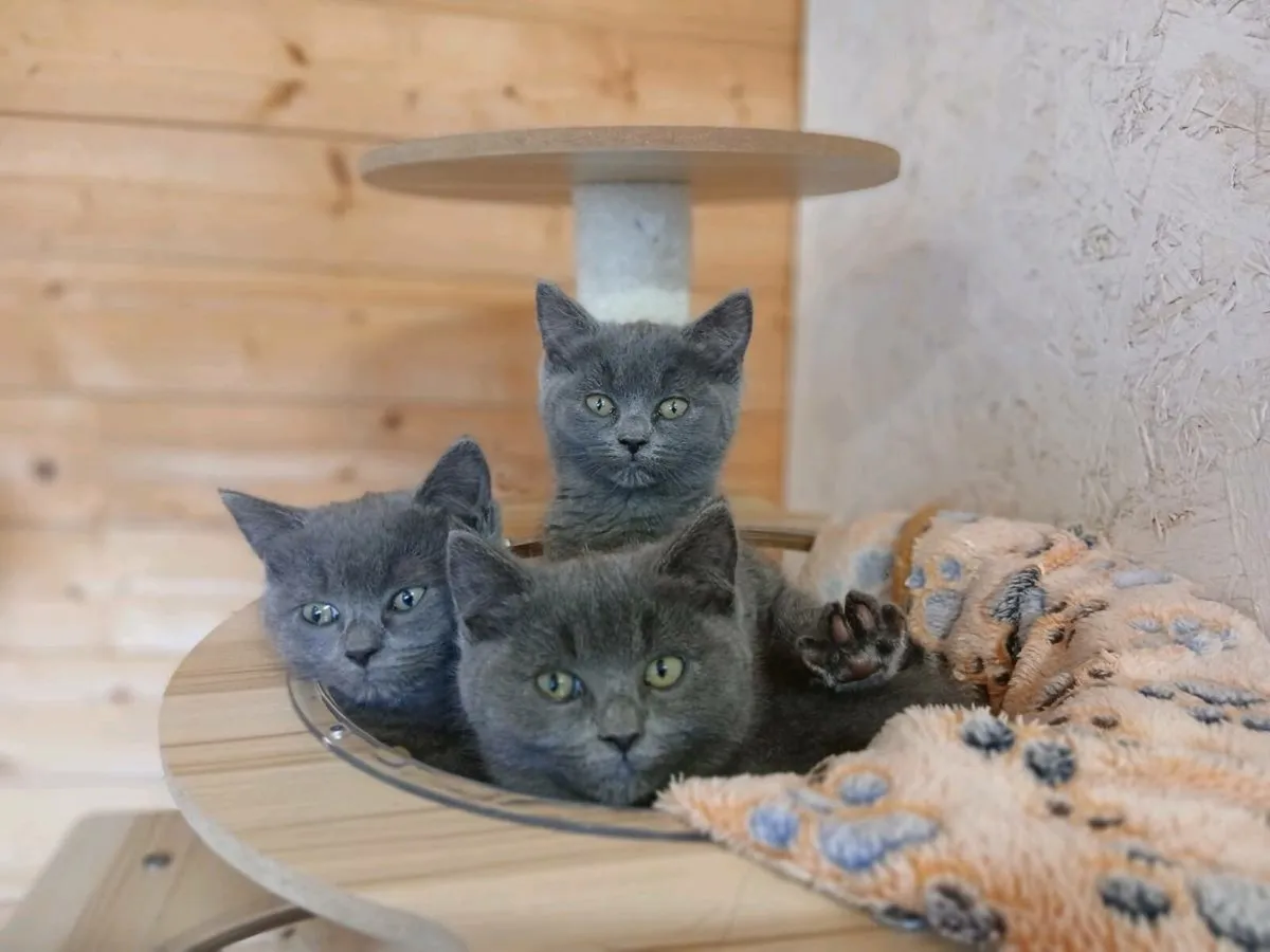 British Shorthaired X Ragdoll kittens - Image 1