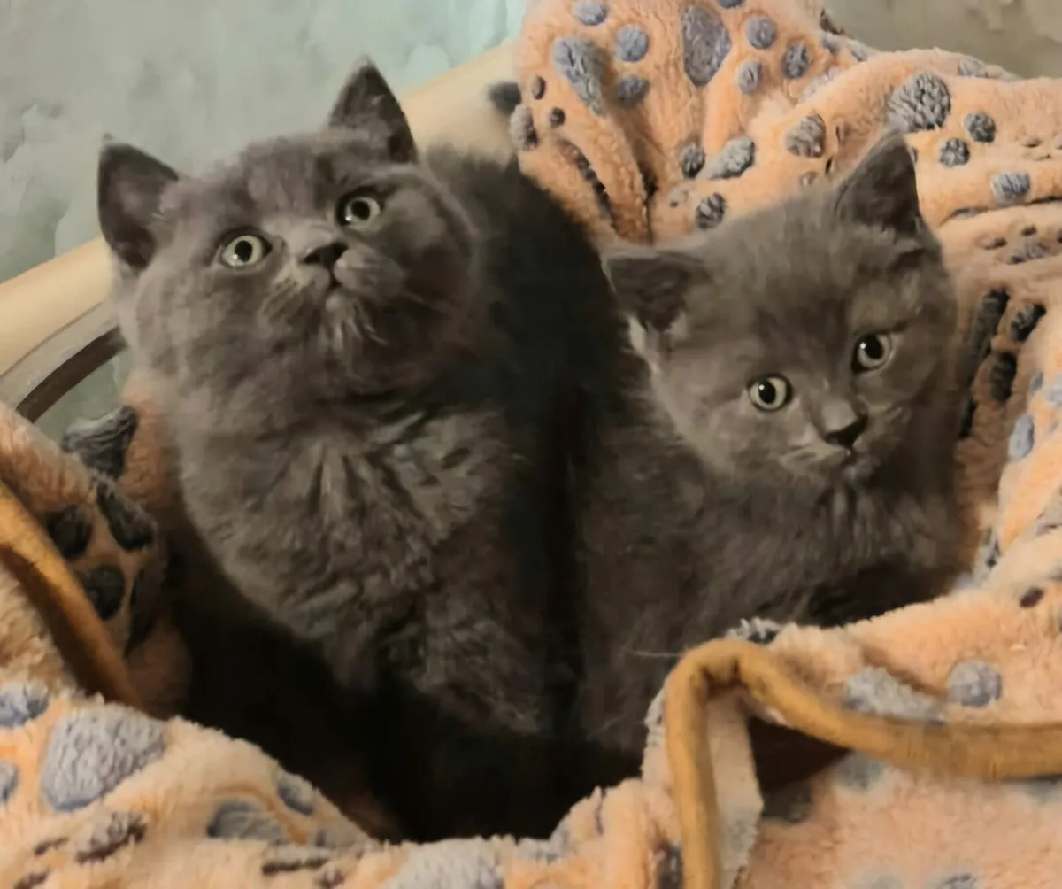 British Shorthaired X Ragdoll kittens - Image 3