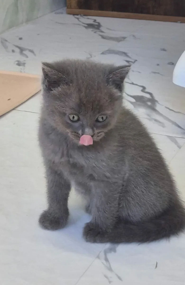British Shorthaired X Ragdoll kittens - Image 4