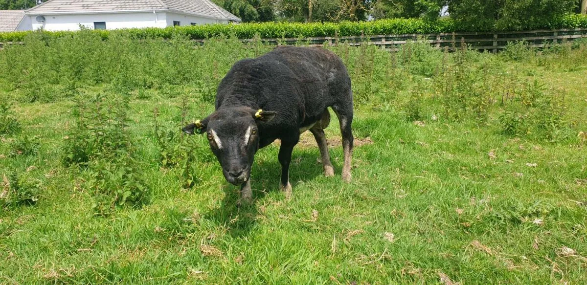 Sheep - Image 1