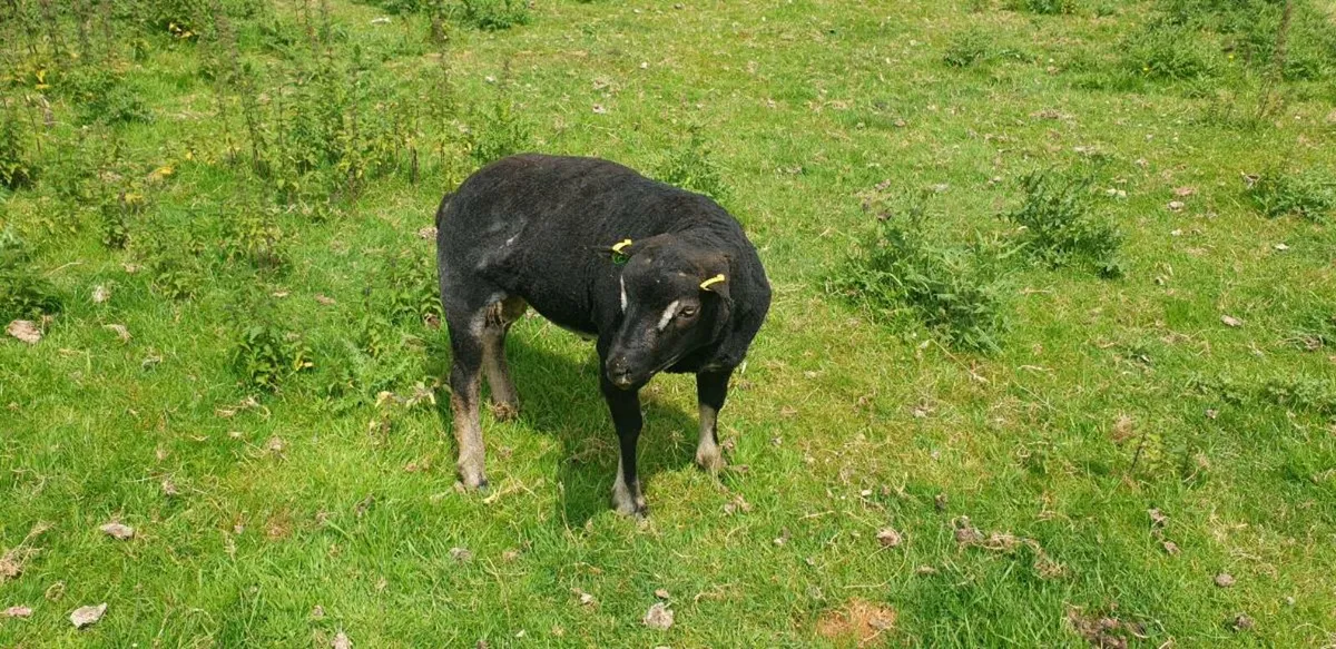 Sheep - Image 2
