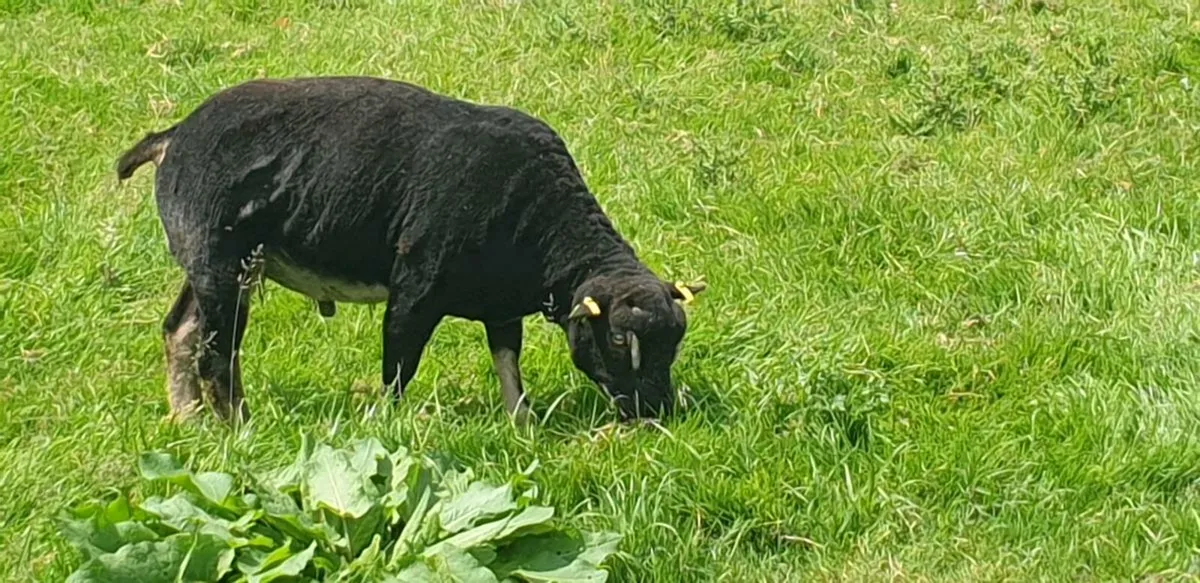 Sheep - Image 3