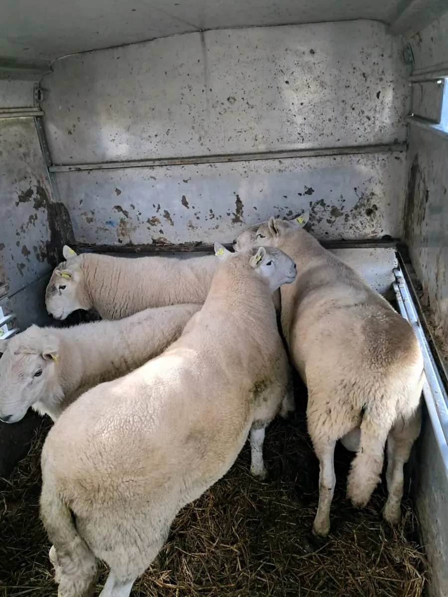 Cheviot Rams - Image 1